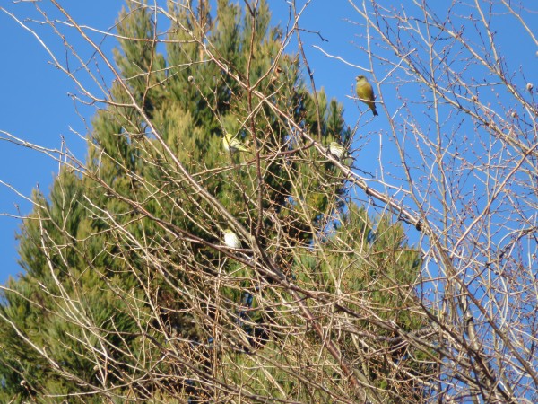 マヒワの群れ　小山ダムの野鳥